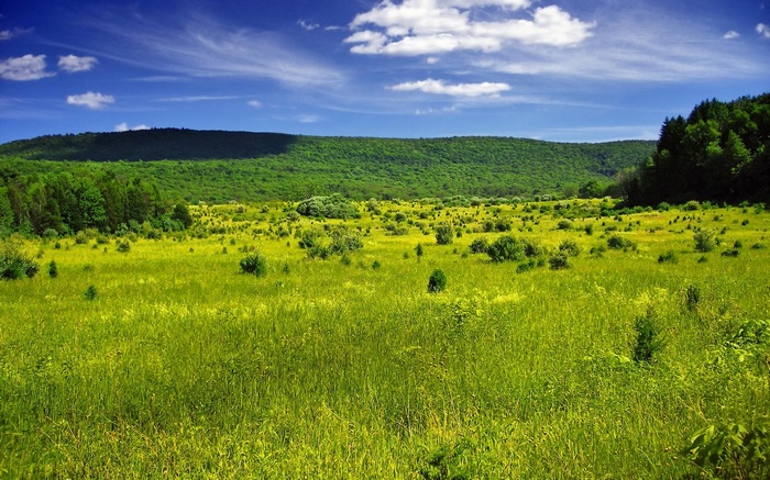 Green Meadow with Rolling Hills and Blue Sky
