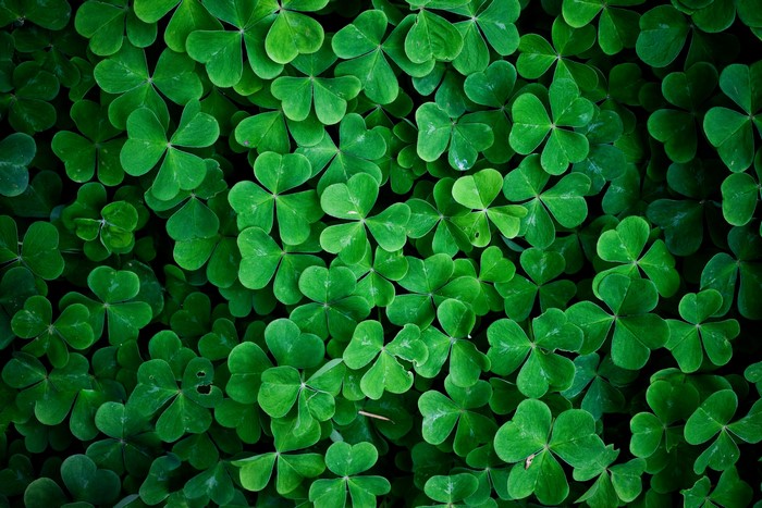 Macro shot of green clovers
