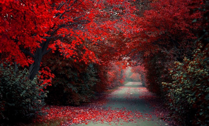 Path through a forest with red autumn leaves