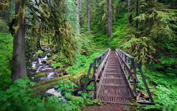 Metal bridge over a creek in a mossy forest