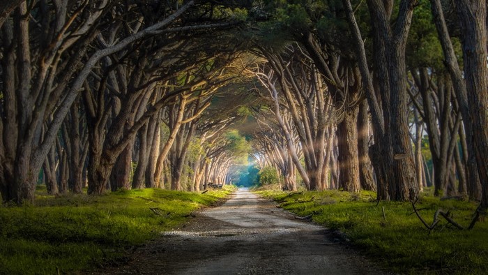Sunlit forest road with trees forming an arch
