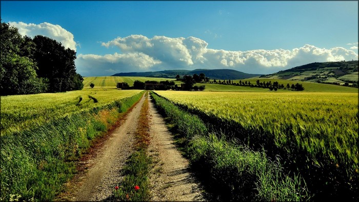 Dirt path through a green wheat field under a blue sky