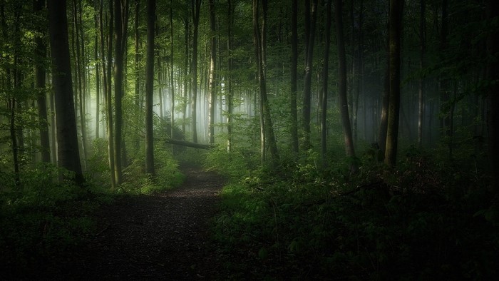 Misty forest path with sunlight filtering through trees