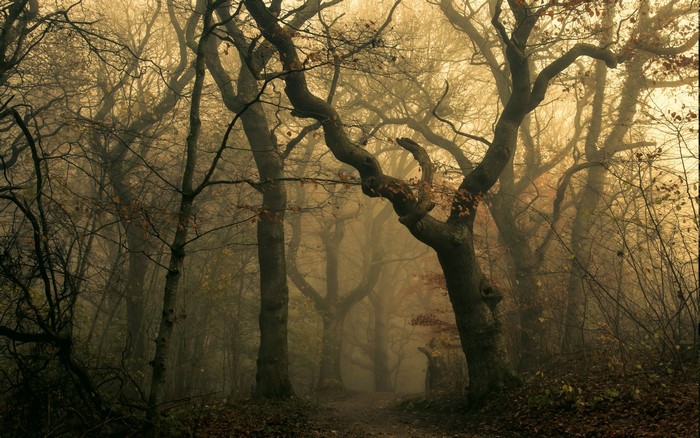 Misty forest path with bare trees in autumn