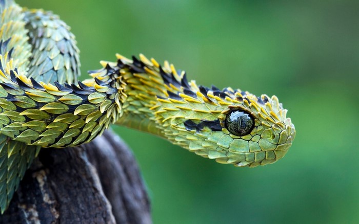 Close-up of a venomous Bush Viper snake