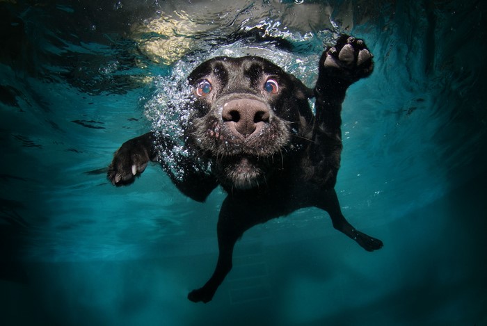 Black dog swimming underwater in a pool