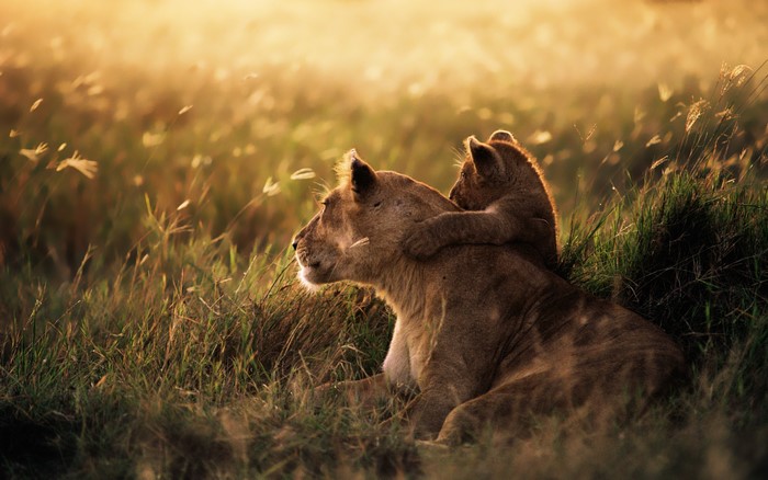Lioness and cub in tall grass at sunset