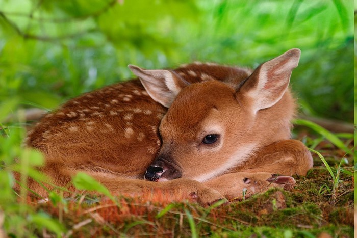 Baby deer resting in green grass