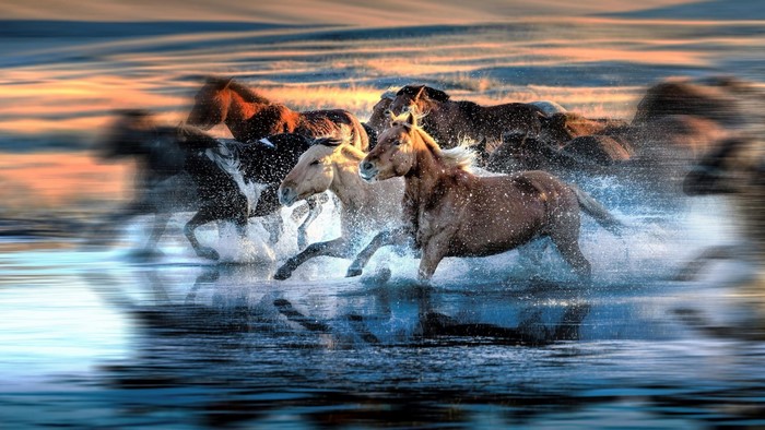 Horses running through water with motion blur