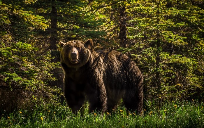 Grizzly bear in a forest