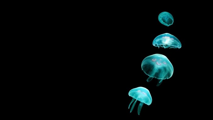 Glowing jellyfish on a black background