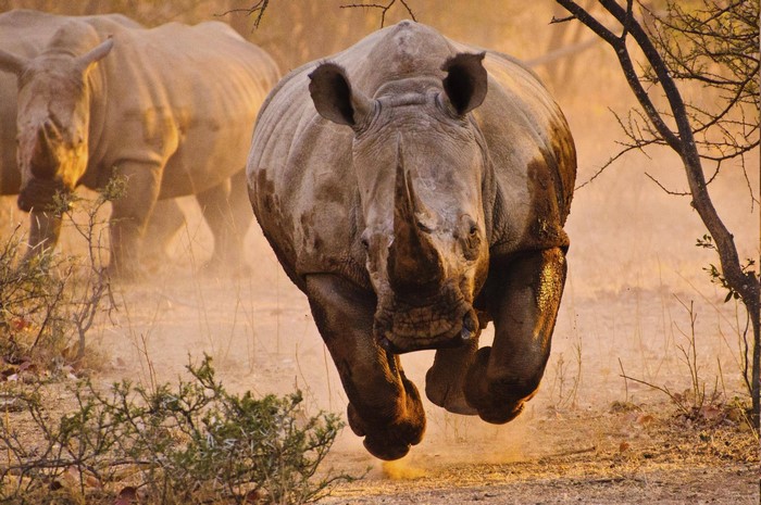 Two rhinos running in a dusty savanna