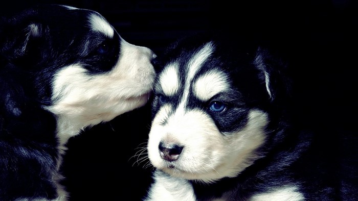 Two Siberian Husky puppies with blue eyes