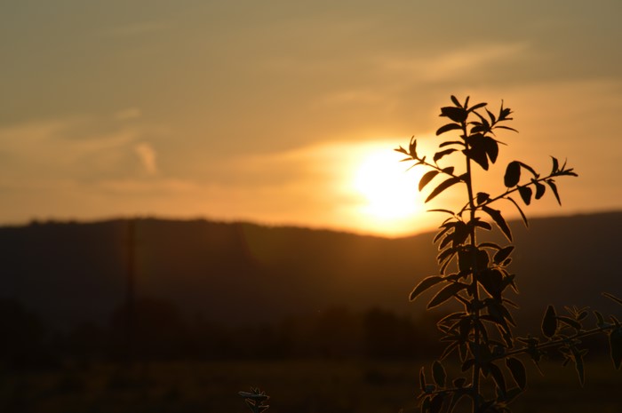 Sunset over a hill with a plant silhouette