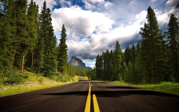 Scenic Road Through Pine Forest in Canada