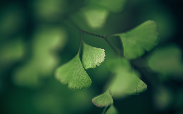 Green leaves with shallow depth of field