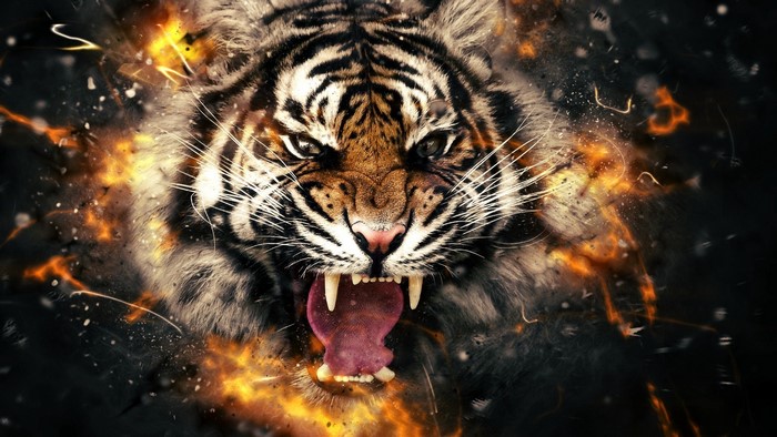 Close-up of a roaring tiger with fire effects