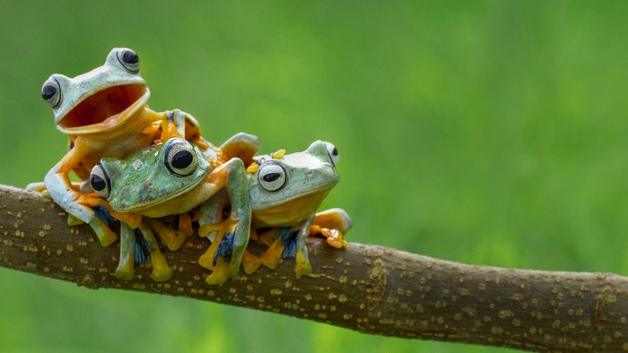 Three frogs stacked on a branch