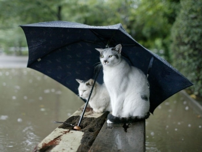 Two cats under an umbrella in the rain