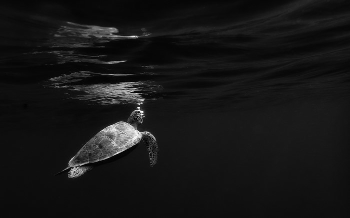 Sea turtle swimming underwater with bubbles