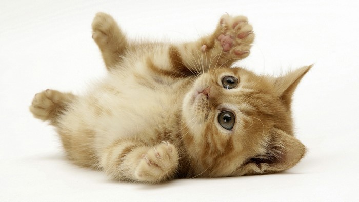 Ginger kitten lying on its back