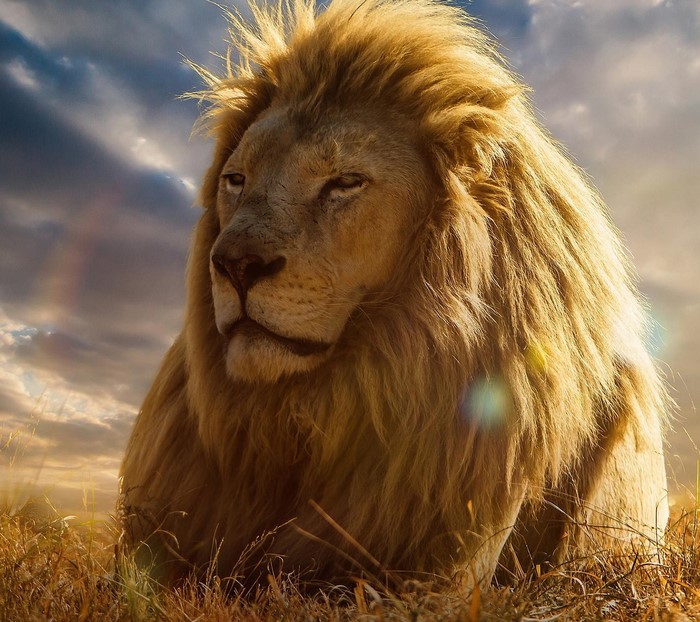 A majestic lion with a golden mane sits in tall grass