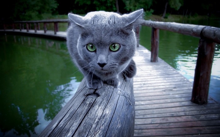 Russian Blue cat on a wooden pier