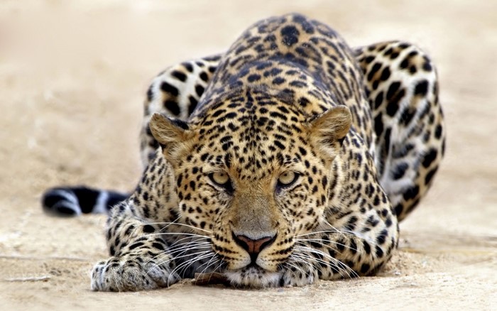 Leopard lying on sandy ground