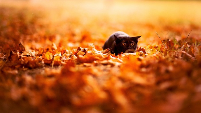 Black cat hiding in autumn leaves