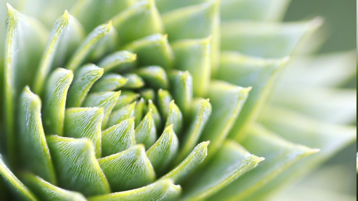 Macro view of a green succulent plant