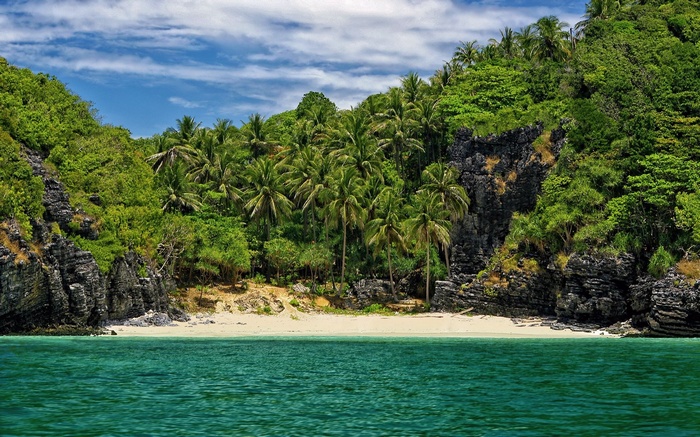 Tropical beach with palm trees and rocky cliffs