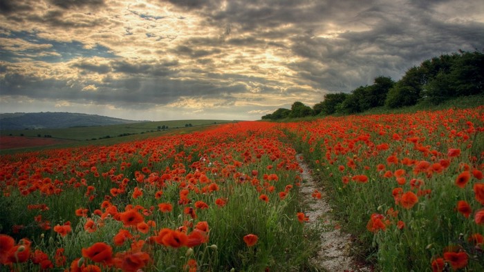 Field of red poppies with a path and rolling hills