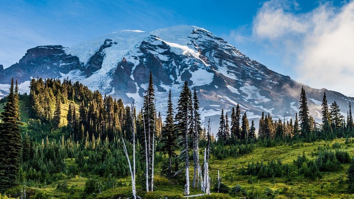 Mount Rainier National Park with Snowy Peak and Forest
