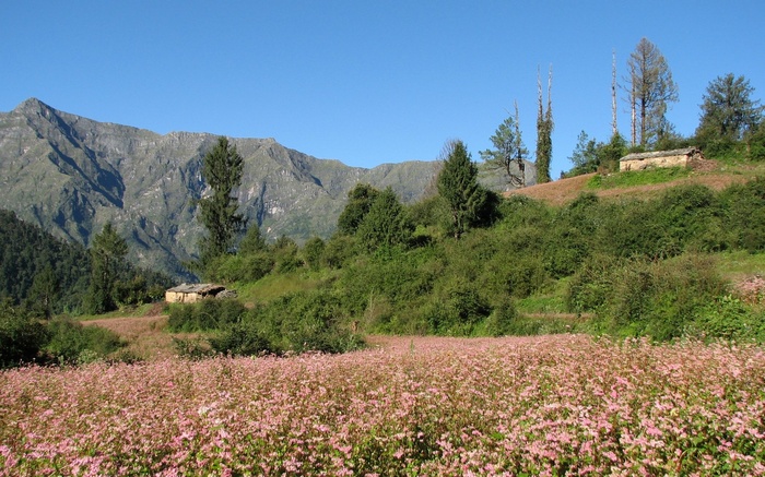 Field of pink flowers with mountains and houses