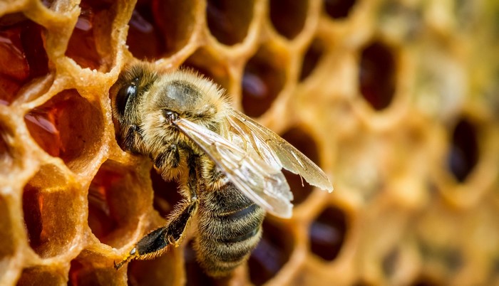 Bee on a honeycomb with honey