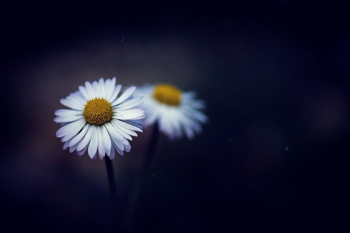 Two daisies with a dark background