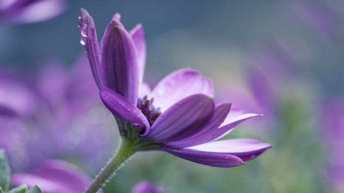 Purple daisy with water droplets