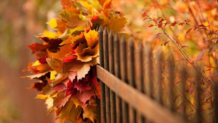 Autumn leaves on a wooden fence
