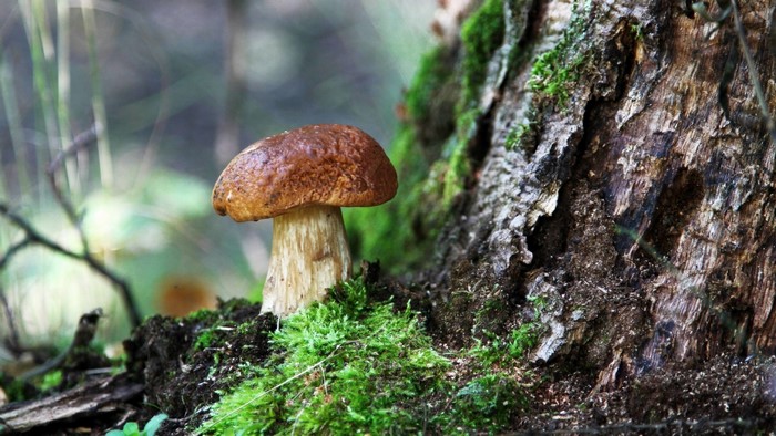 Mushroom growing on mossy tree trunk in forest