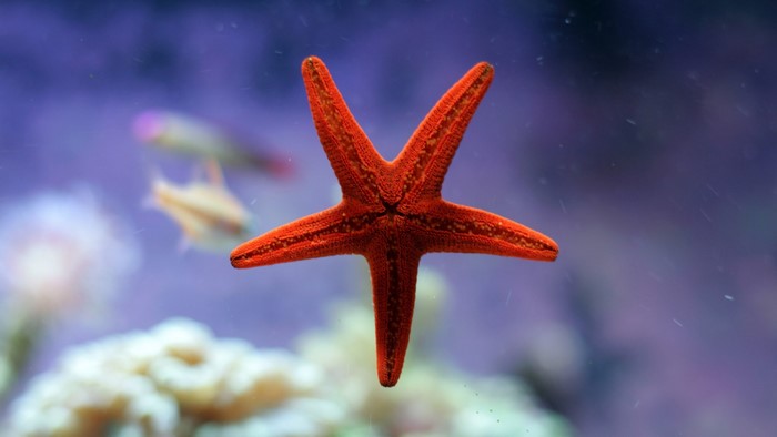 Red starfish in an aquarium with fish and coral