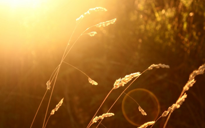 Wheat stalks in golden sunlight with lens flare