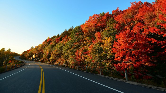 Winding road through autumn forest