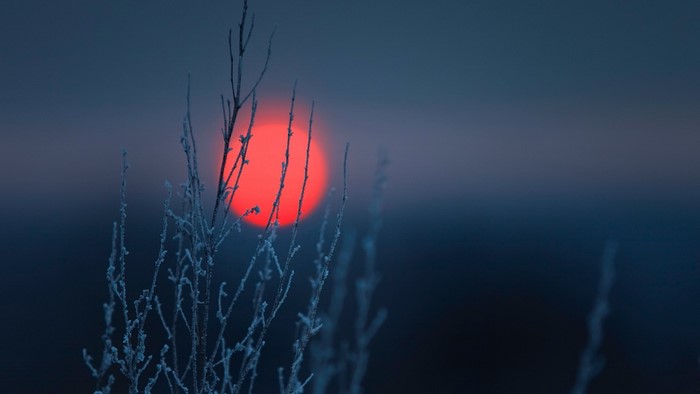 Red sun setting behind frosted plants in winter