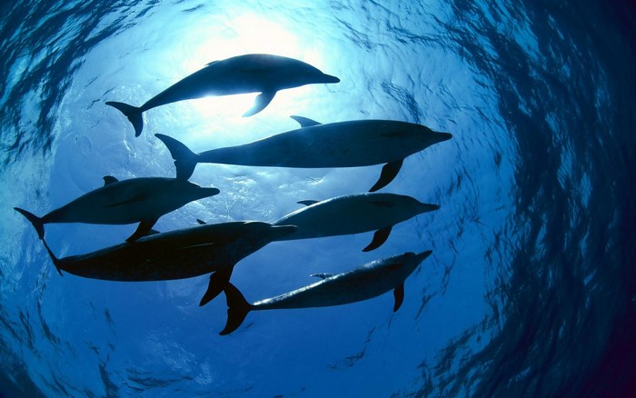 A pod of dolphins swims in the ocean under sunlight