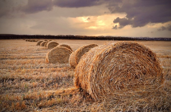Hay bales in a field at sunset