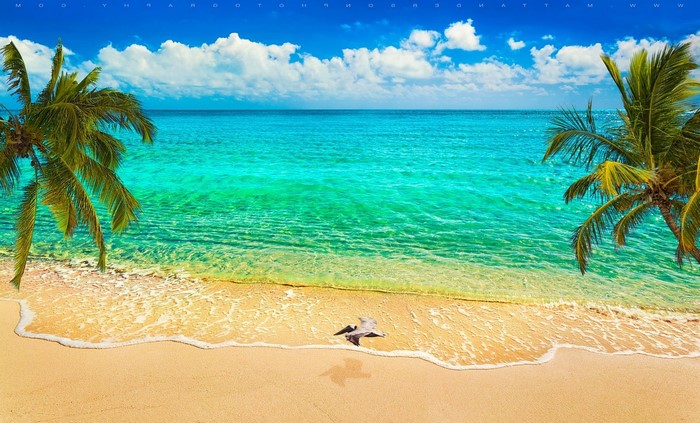 Tropical Beach with Palm Trees and Flying Birds