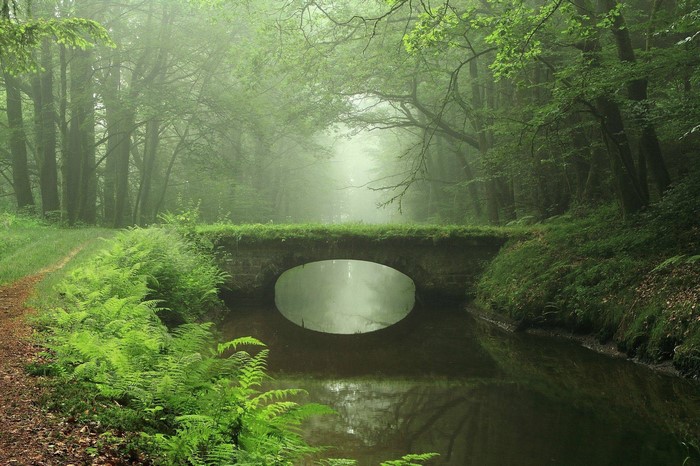 Stone bridge over a canal in a foggy forest with ferns