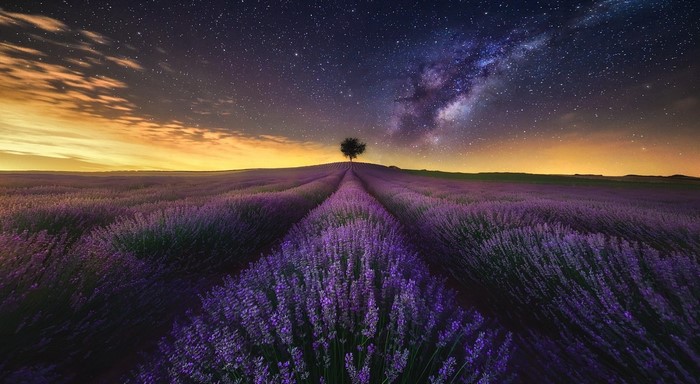Lavender field under the Milky Way and sunset
