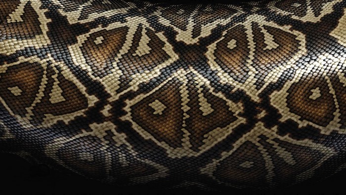 Close-up of snake skin pattern