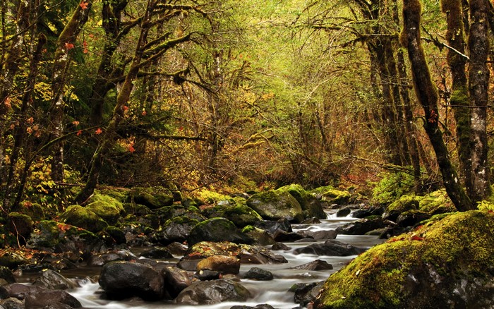 Tranquil Forest River Flowing Over Mossy Rocks